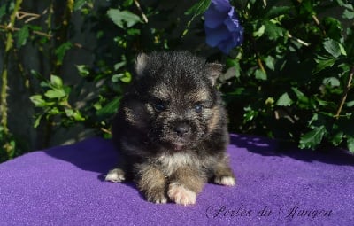 Les chiots de Spitz allemand