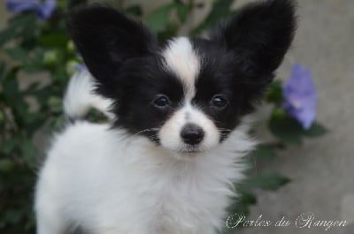 Les chiots de Epagneul nain Continental (Papillon)