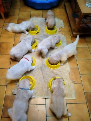 Les chiots de Golden Retriever