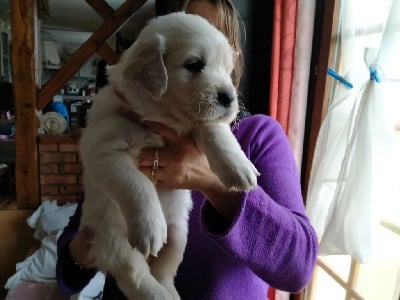 Les chiots de Golden Retriever