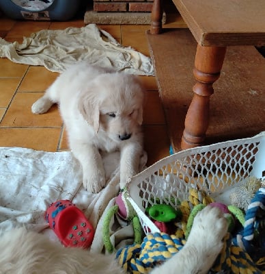 Les chiots de Golden Retriever