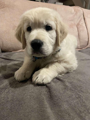 Les chiots de Golden Retriever