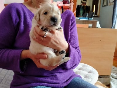 Les chiots de Golden Retriever