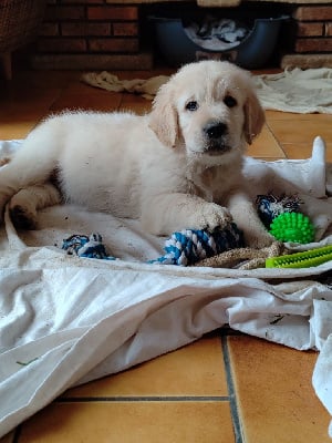 Les chiots de Golden Retriever