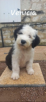 Les chiots de Bobtail