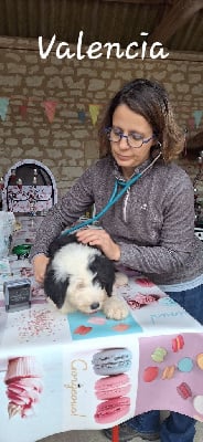 Les chiots de Bobtail