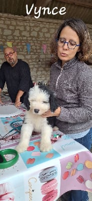 Les chiots de Bobtail