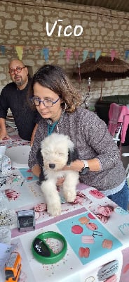 Les chiots de Bobtail