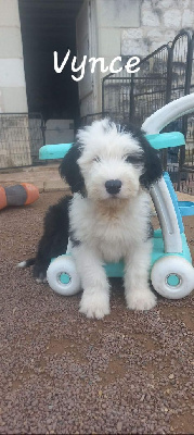 Les chiots de Bobtail