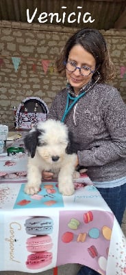 Les chiots de Bobtail