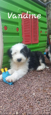 Les chiots de Bobtail