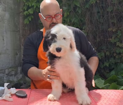 Les chiots de Bobtail