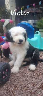 Les chiots de Bobtail