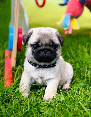 Les chiots de Carlin