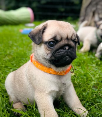 Les chiots de Carlin