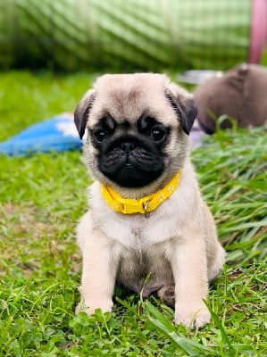 Les chiots de Carlin