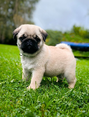 Les chiots de Carlin