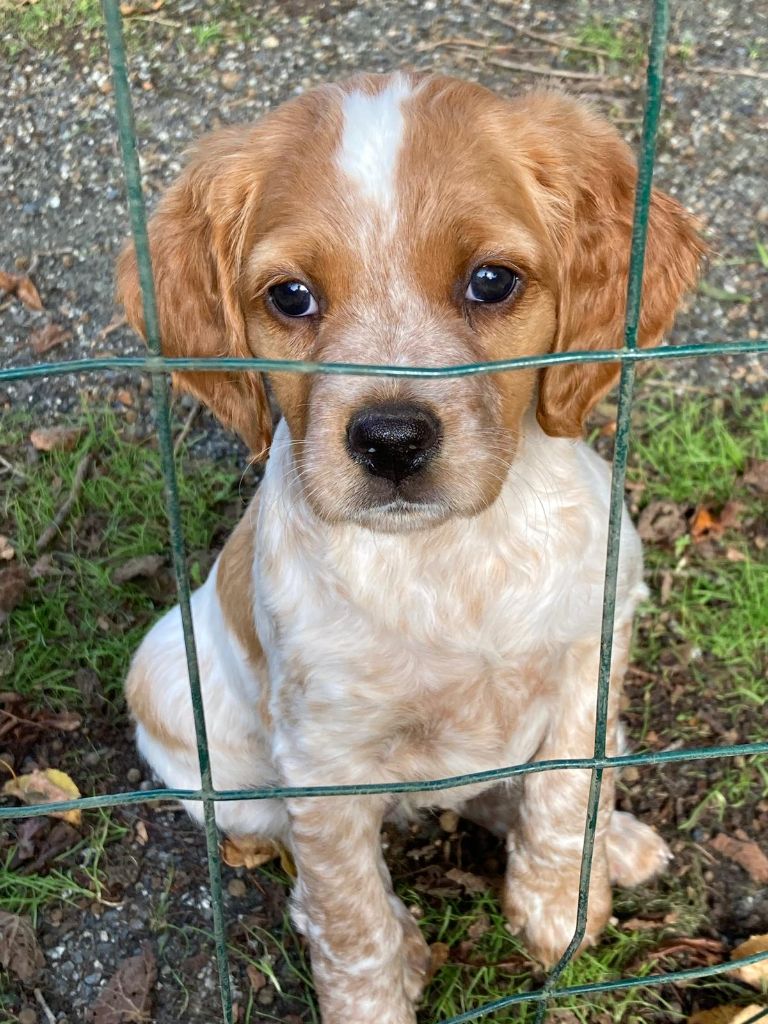 CHIOT 4 - Epagneul Breton