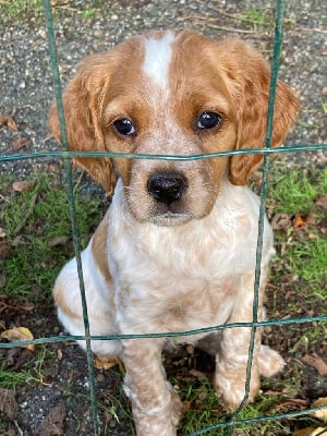 Les chiots de Epagneul Breton