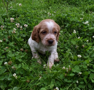 Les chiots de Epagneul Breton