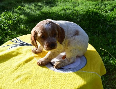 Les chiots de Epagneul Breton