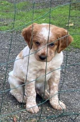 Les chiots de Epagneul Breton