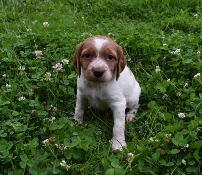 Les chiots de Epagneul Breton