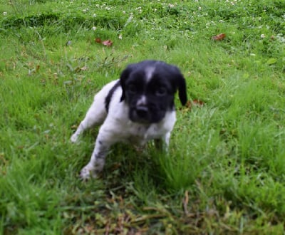 Les chiots de Epagneul Breton