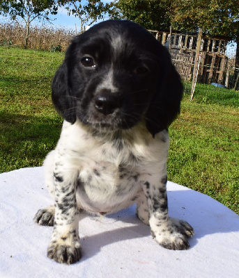 Les chiots de Epagneul Breton