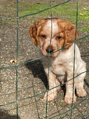 Les chiots de Epagneul Breton