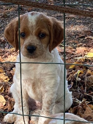 Les chiots de Epagneul Breton