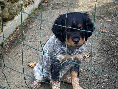 Les chiots de Epagneul Breton