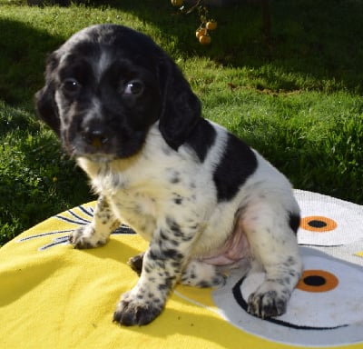 Les chiots de Epagneul Breton