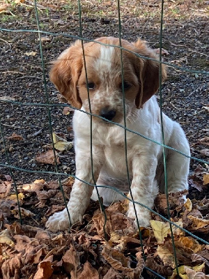 Les chiots de Epagneul Breton