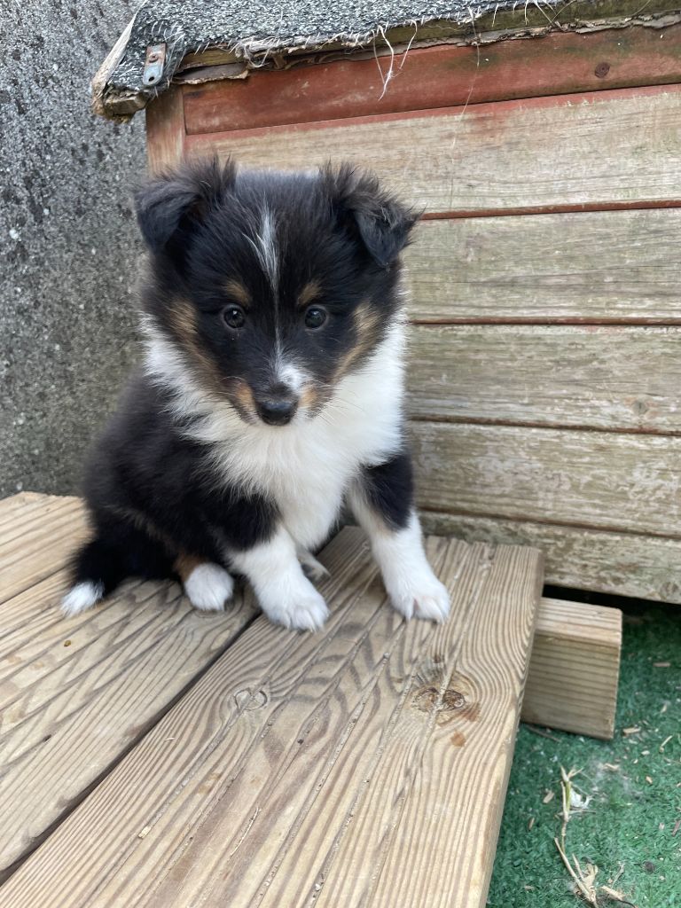 Vouinie (sans collier) - Shetland Sheepdog