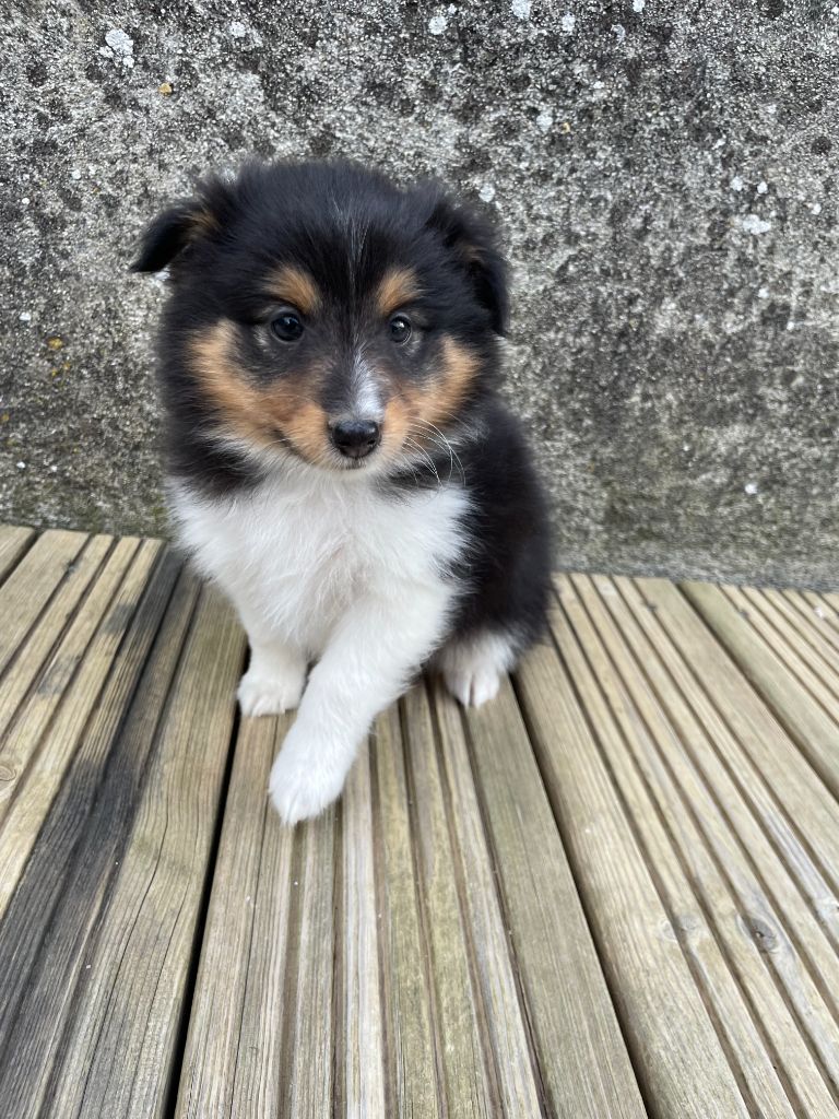 Velma (collier noir) - Shetland Sheepdog