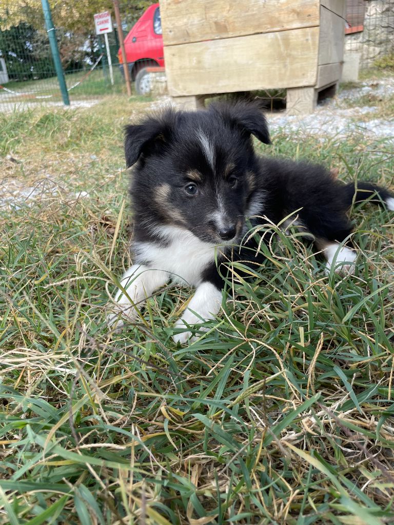 Vrap (collier orange) - Shetland Sheepdog