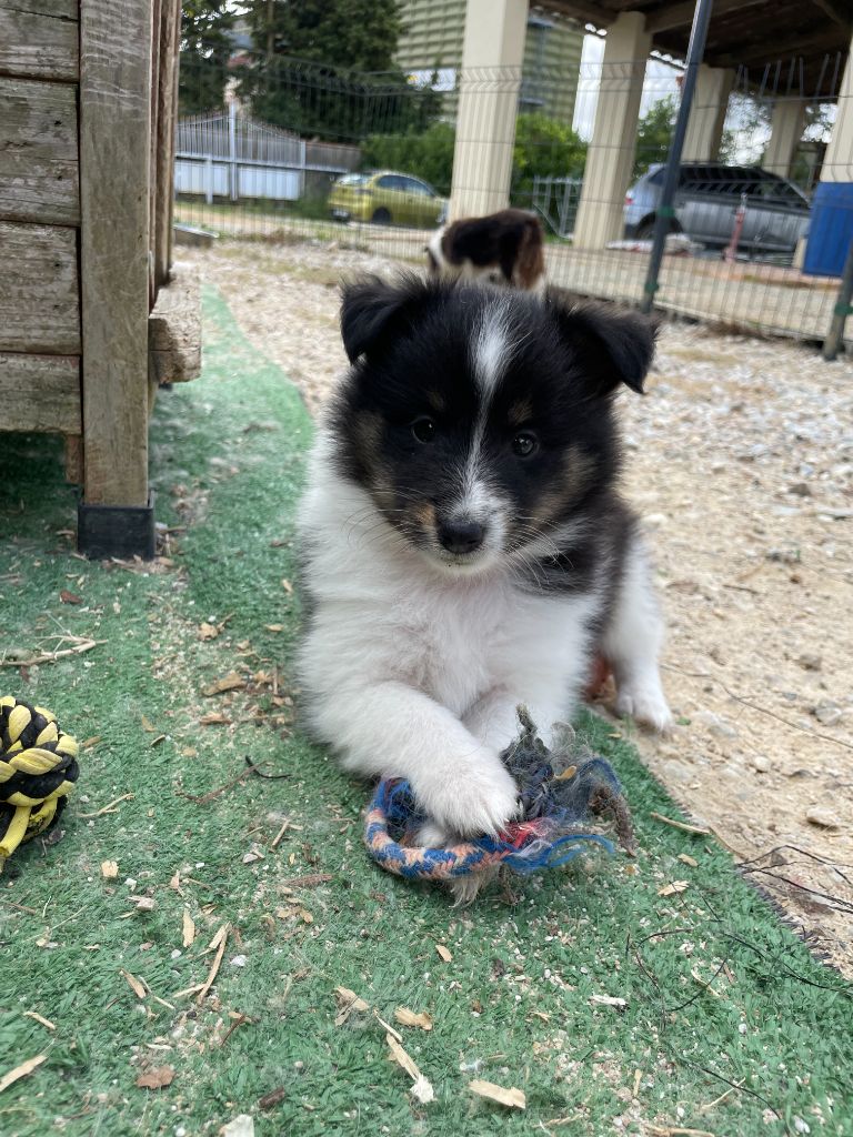 Vivi (collier rose) - Shetland Sheepdog