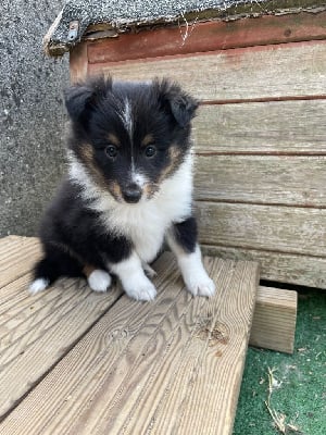 Les chiots de Shetland Sheepdog