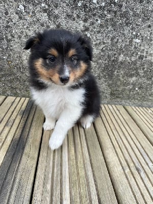 Velma (collier noir) - Shetland Sheepdog