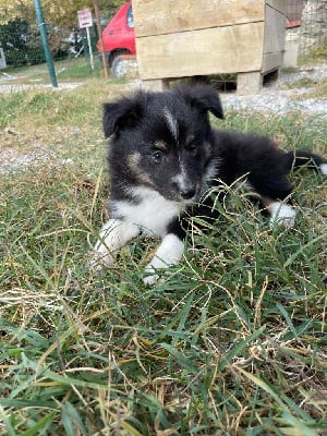 Les chiots de Shetland Sheepdog