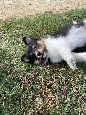 Vitani (collier orange) - Shetland Sheepdog