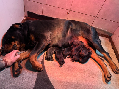 Les chiots de Rottweiler