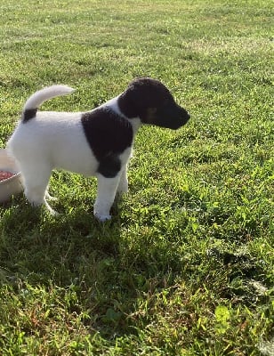 Les chiots de Fox Terrier Poil lisse