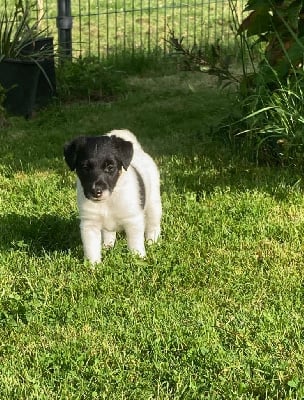 Les chiots de Fox Terrier Poil lisse