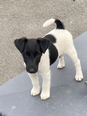 Les chiots de Fox Terrier Poil lisse