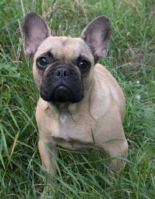 Les chiots de Bouledogue français