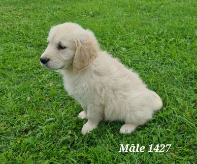 Les chiots de Golden Retriever