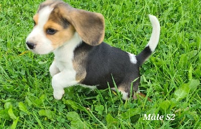 Les chiots de Beagle