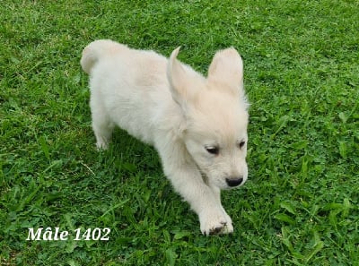 Les chiots de Golden Retriever